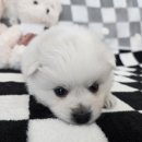 가온펫(안심분양센터) | 애견분양 귀여운 강아지의 가족을 찾고 있어요 가온펫 안심분양