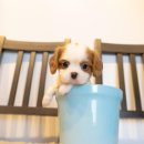 유어펫 일산본점 | 유어펫 강아지분양 고양이분양 본점에서 완벽한 반려동물을 찾았어요! 🐾