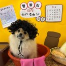 부산애견호텔 애견유치원 맘바이 부산북구점 | 금곡동애견호텔 맘바이 부산북구점, 강아지유치원까지 한 번에 케어해주는 공간 소개해요!