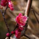 들꽃세상 이미지