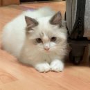 아지&냥이 | 나의 사랑스런 반려묘, 아지와의 만남💖 인천 논현동에서