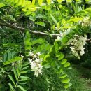 드림 빌리지 이미지