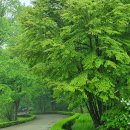 광릉수목원 이미지