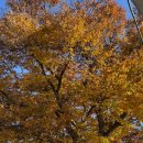 월오포레스트 이미지