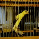 카나리아 이미지