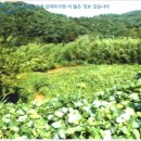 석교제 이미지