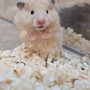 골든햄스터분양 탬펫 이미지