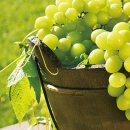 청포도 이미지