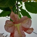 분홍 달맞이꽃 이미지