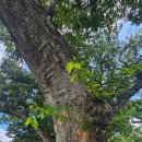 암곡와동 이미지