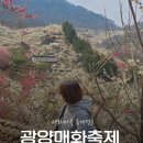 매화 어린이집 | [광양] 2026실시간 개화현황 광양매화축제 입장료 면제대상 주차현황 버스이용