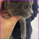 로얄펫 강아지분양 고양이분양 전주본점 | 전주고양이분양 로얄펫의 특별한 경험과 매력