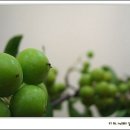 판갤러리 이미지