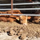 비거농장 이미지