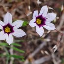 하모리-12 이미지