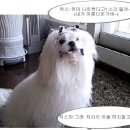럭스맘