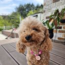 박여진애견미용실 이미지