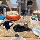 71 | 일렉트로룩스 무선청소기 WQ71-2OIBF | 솔직 사용후기