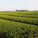 서광리-3 이미지