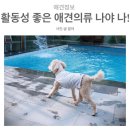 빅토리애견 이미지