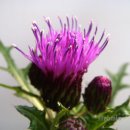 Re:엉겅퀴(Milk Thistle) 이미지