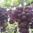 봉기농장 이미지