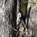 경안천의 아물쇠딱따구리(Gray-headed pigmy woodpecker) 이미지