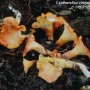 Cantharellus cinnabarinus Schw. ベニウスタケ 붉은꾀꼬리버섯 이미지