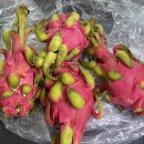 레드용과 5kg 온라인 한 박스 주문 후기
