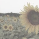 설레임케이크