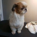 예뻐해줄개 이미지