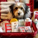 개봉동물병원 이미지