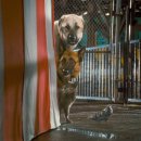 캣츠앤독스 이미지