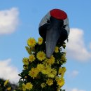 연천국화축제와 재인폭포 유람 이미지