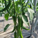 김성호농장 | 김성호님 비닐하우스 일반고추 쑥쑥튼튼 후기