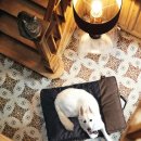 애견나라 백화점 이미지