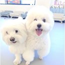 리치펫하우스 이미지