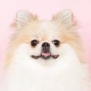 댕쉐프 네이버블로그