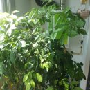 HAPPY TREE(해피트리) 이미지