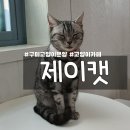 구미 고양이카페 분양 제이캣 이미지