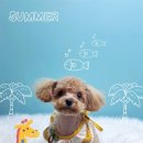 고려 애견 미용실 이미지