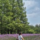 고성 여행 하늬라벤더팜 아직은 이르지만 풍경은 예술 (25.6.3 방문)