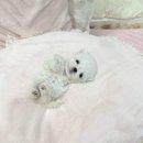 앨리스코리아켄넬 이미지