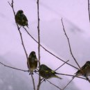 경안천 4 이미지