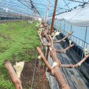 호동농장 이미지