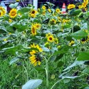 선자농장 이미지