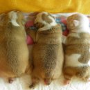 루비똥 Daum카페