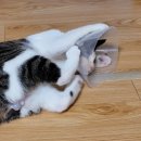 장성동물병원 이미지