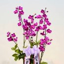 신우꽃집 이미지