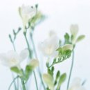 꿈의 비행 이미지